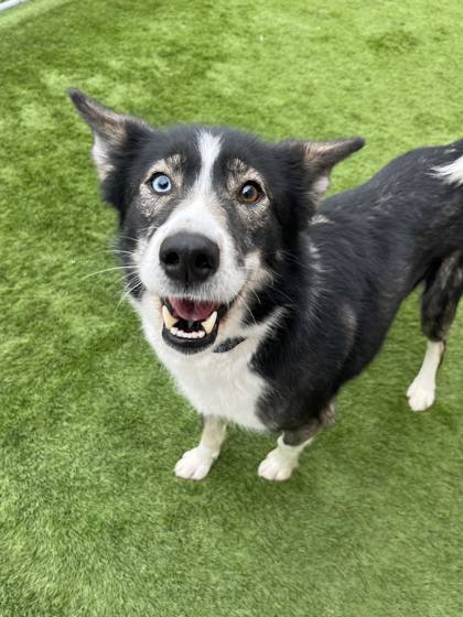 Spca sales border collie