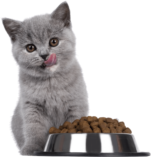 Cat Food