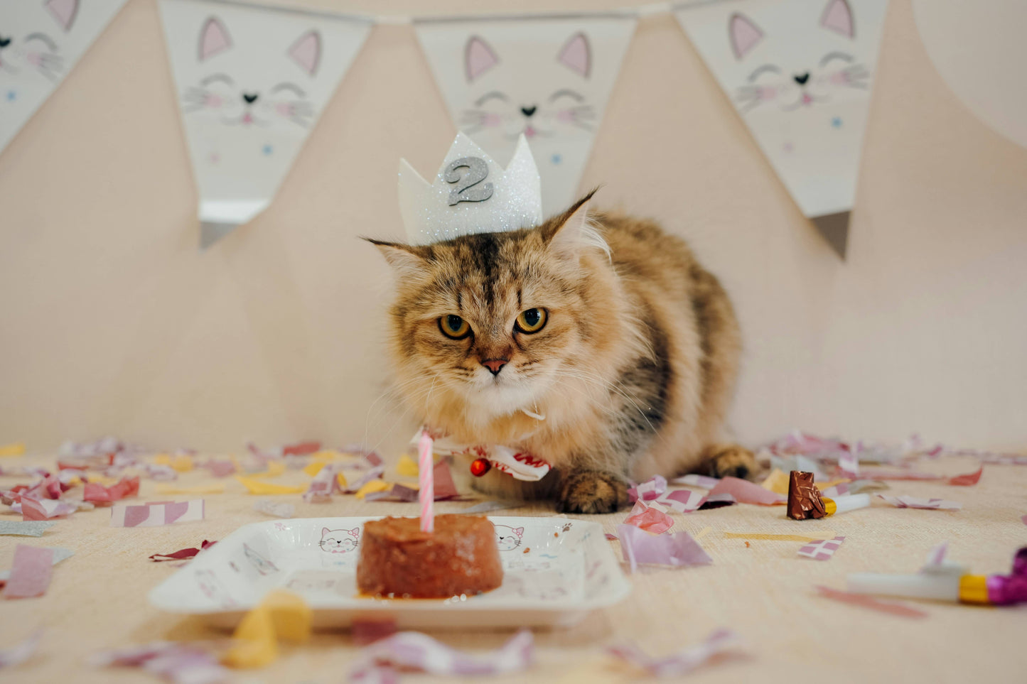 Birthday Parties at HBSPCA - Meow-gical Birthday Party